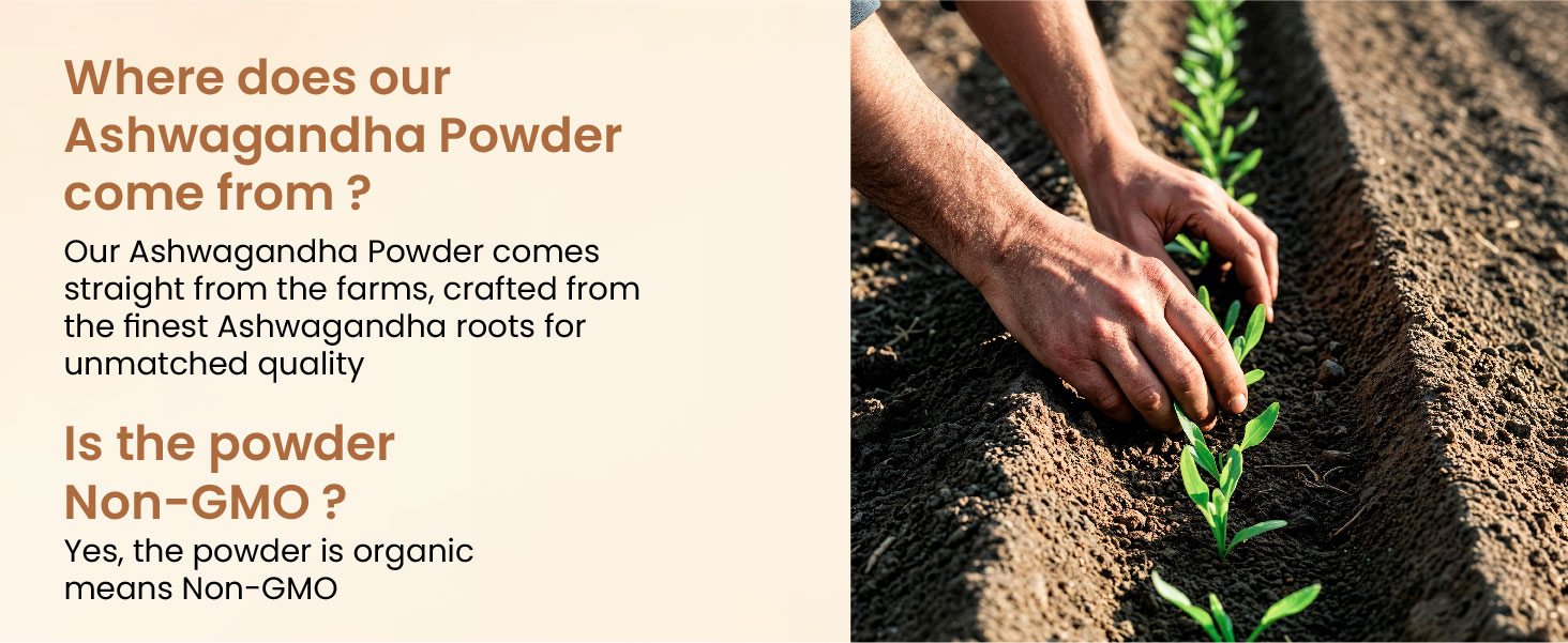 Vlado's Himalayan Organics Organic Ashwagandha Powder 100gm - Withania Somnifera | Pure Ashwagandha Powder Organic -Support Muscle Recovery & Boost Energy Level | USDA Certified Ashwagandha Supplements for Vitality, Strength & Stress Management | 100gm