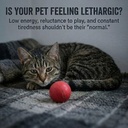 iron-supplement-for-cats-and-dogs-2-fl-o-3.jpg