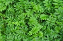 health-embassy-silverweed-herb-potentill-5.jpg