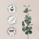 horsetail-120-capsules-high-potency-herb-4.jpg