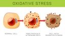 liposomal-glutathione-supplement---pure--6.jpg