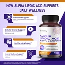 alpha-lipoic-acid-acetyl-l-carnitine-cap-4.jpg