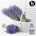 organic-lavender-capsules-lavender-pills-6.jpg