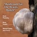 dragon-herbs-lion-s-mane-drops-mushroom--4.jpg