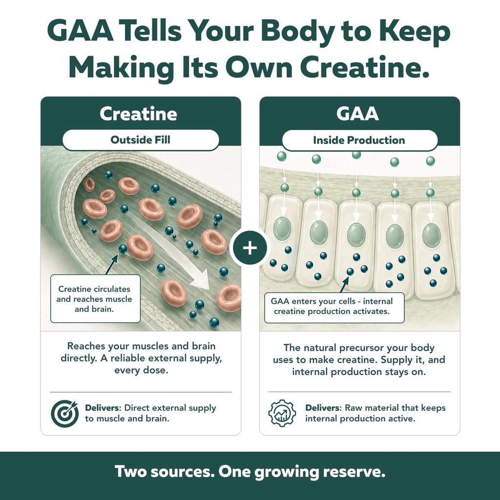 creatine-reserve-creatine-monohydrate-po-4.jpg