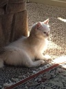 i-love-my-pets-llc-cat-liver-treats---ca-3.jpg