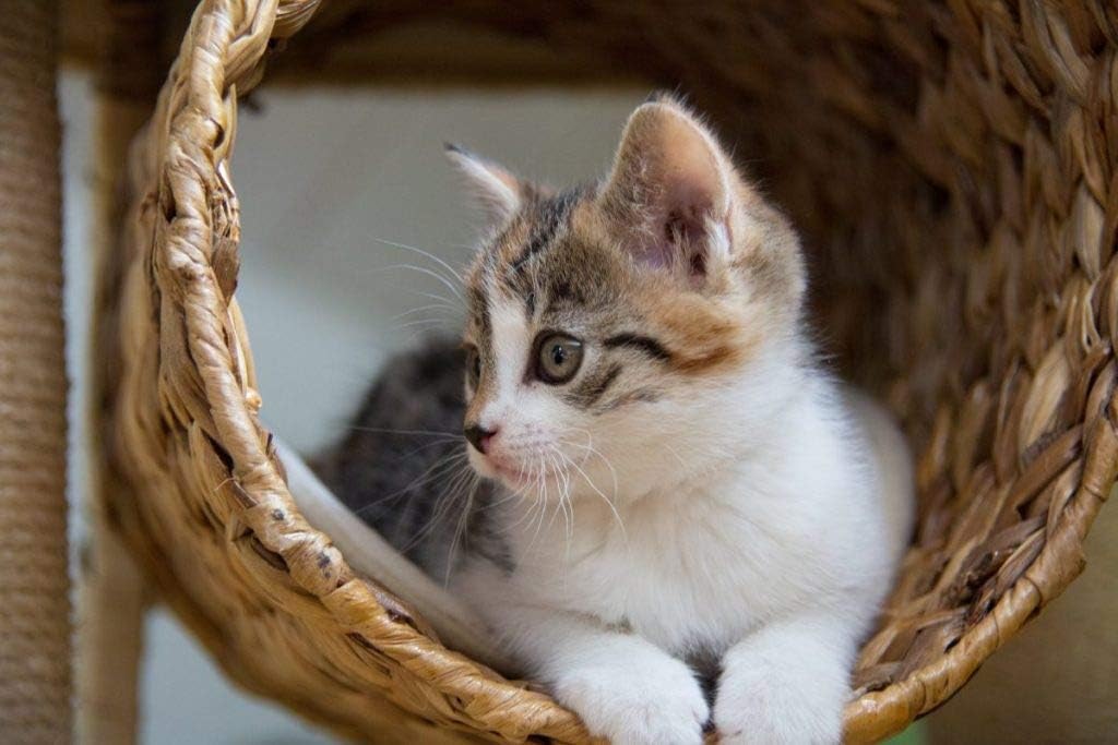 i-love-my-pets-llc-cat-liver-treats---ca-4.jpg