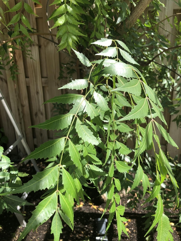 fresh-neem-leaves-50-margosa-azadirachta-9181tVrKLHL.jpg