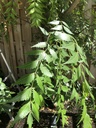 fresh-neem-leaves-200-leaves-margosa-aza-9181tVrKLHL.jpg