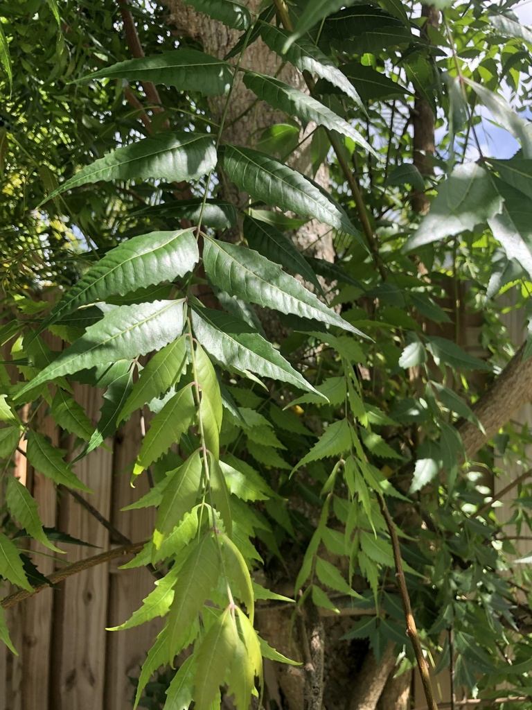 fresh-neem-leaves-200-leaves-margosa-aza-81DDQxPscvL.jpg