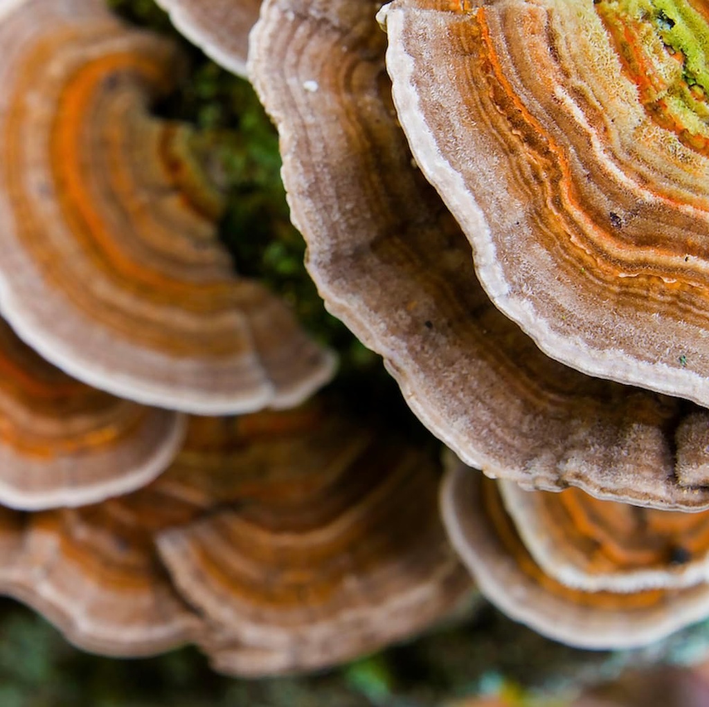 north-spore-organic-turkey-tail-tincture-6.jpg