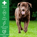 myos-immunity-chew-for-dogs---immune-sys-6.jpg