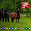 formula-707-daily-essentials-equine-supp-3.jpg