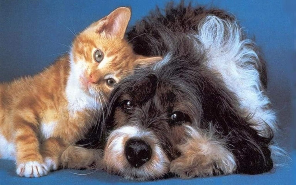 i-love-my-pets-llc-dog-immunity-suppleme-3.jpg