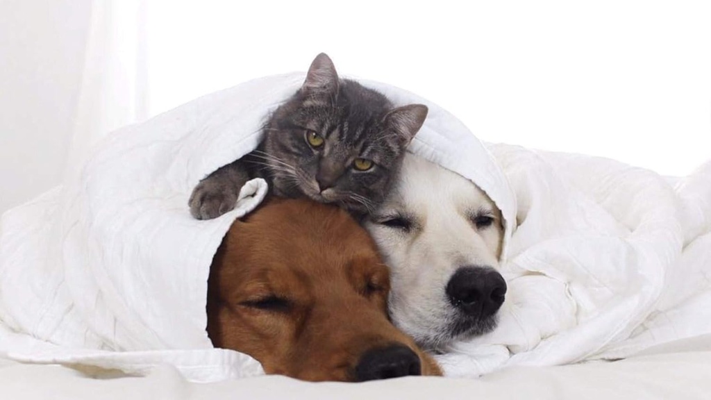 i-love-my-pets-llc-dog-immunity-suppleme-4.jpg
