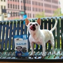 ark-naturals-happy-traveler-calming-chew-2.jpg