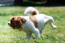 all-natural-bladder-control-supplement-f-3.jpg