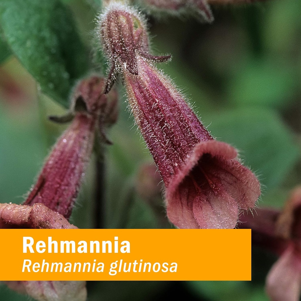 herb-pharm-rehmannia-liquid-extract---1--2.jpg