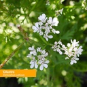herb-pharm-certified-organic-cilantro-li-3.jpg