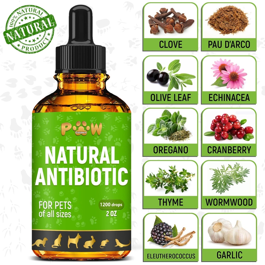 dog-antibiotics-for-infection-coughs-uti-3.jpg