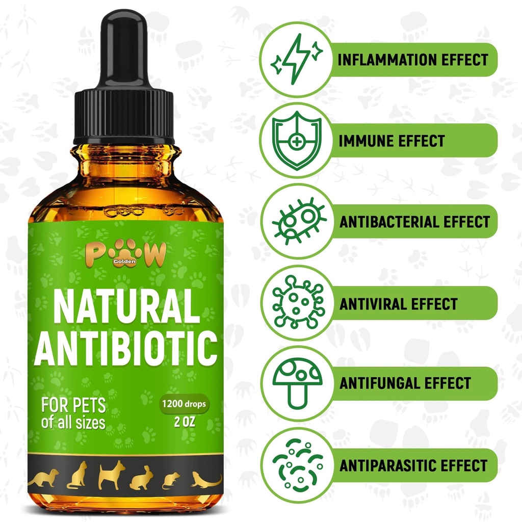 dog-antibiotics-for-infection-coughs-uti-2.jpg