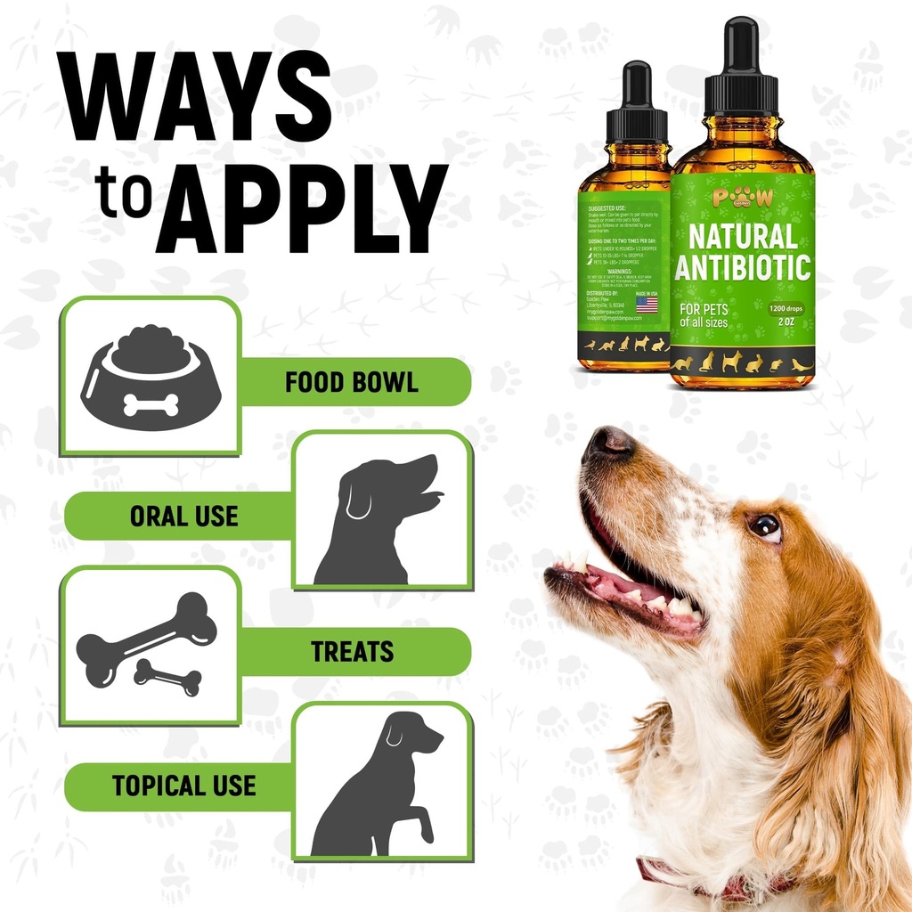 dog-antibiotics-for-infection-coughs-uti-5.jpg