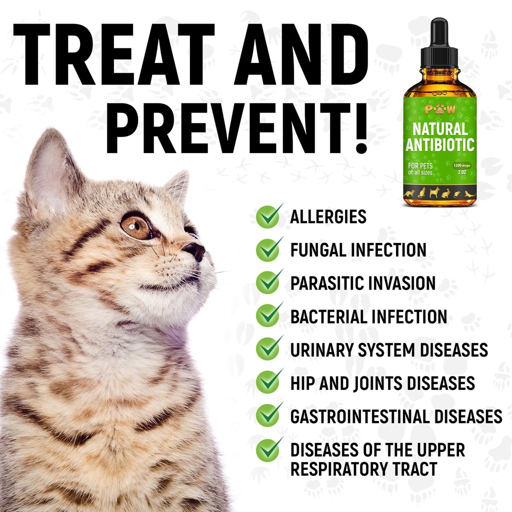 dog-antibiotics-for-infection-coughs-uti-6.jpg