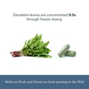 eclectic-herb-raw-freeze-dried-dandelion-6.jpg