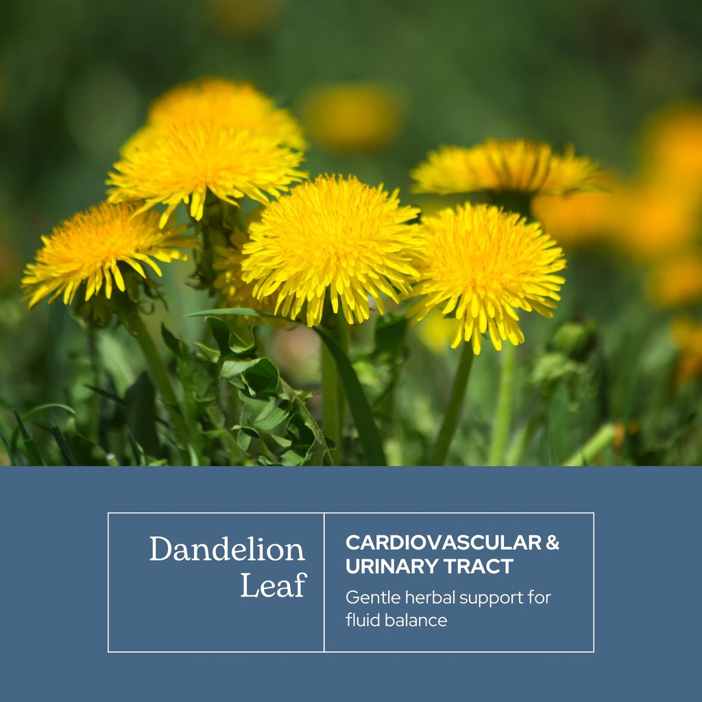 eclectic-herb-raw-freeze-dried-dandelion-3.jpg
