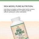 irish-sea-moss-capsules-more-potent-than-4.jpg