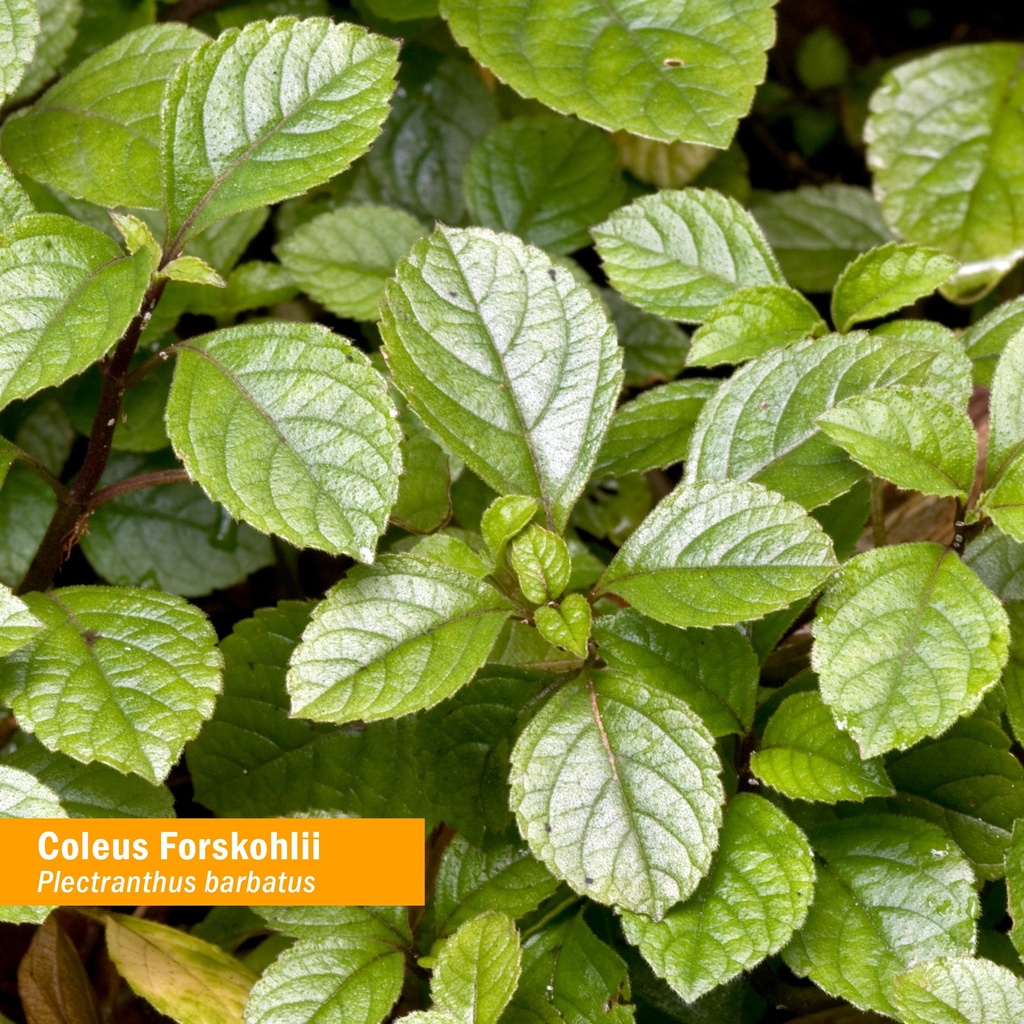 herb-pharm-coleus-forskohlii-liquid-extr-2.jpg