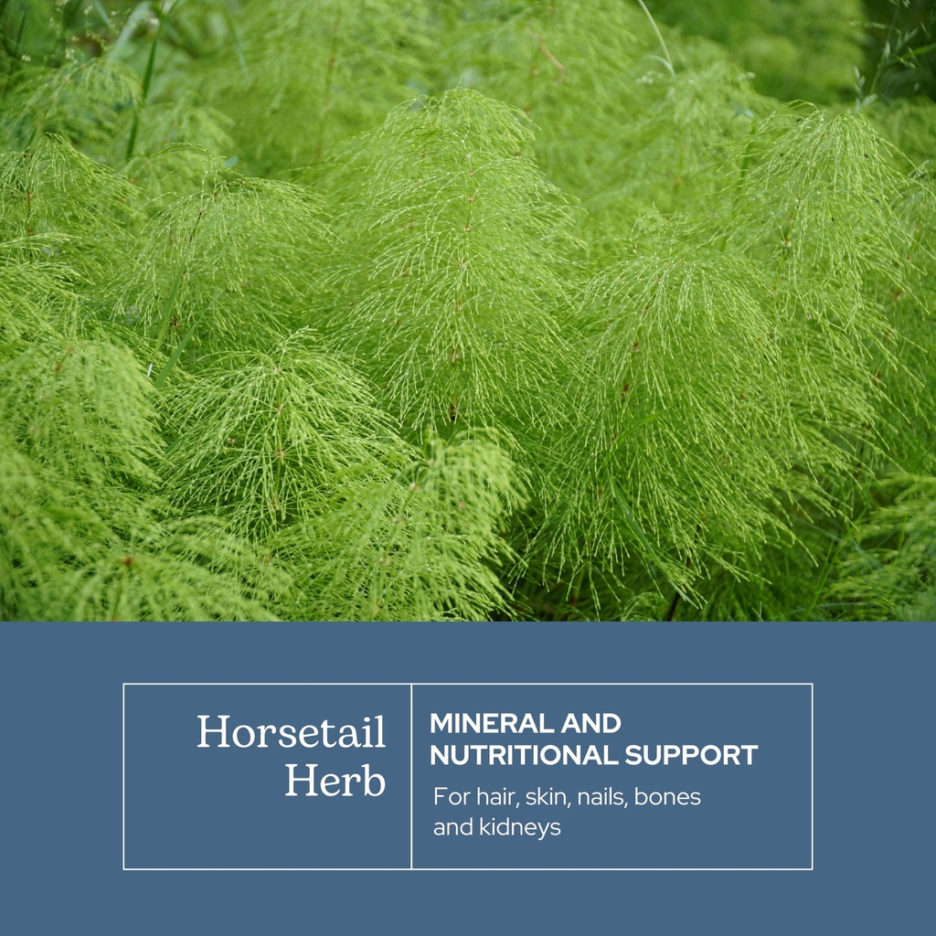 eclectic-herb-horsetail-capsules-mineral-3.jpg