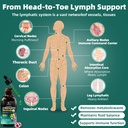 liposomal-lymphatic-drainage-drops-4-fl--5.jpg