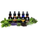cedar-bear-ashwagandha-root-withania-som-5.jpg