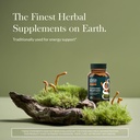 gaia-herbs-cordyceps-mushroom-traditiona-2.jpg