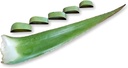 3 Pounds Organic Extra Large Aloe Vera Barbadensis Green Leaves