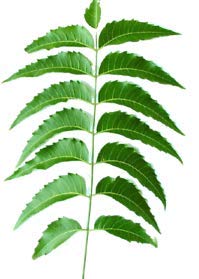 Fresh Neem Leaves 200 Leaves | Margosa, Azadirachta Indica, Indian Lilac, nim, el Nimbo de la India | |Handpicked, 100% Natural, Pesticide-Free, Non-GMO | Certified Fresh from Florida
